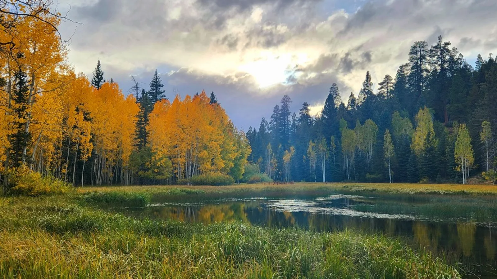 Aspens turning gold beside a pond in Duck Creek Village on a cloudy fall evening