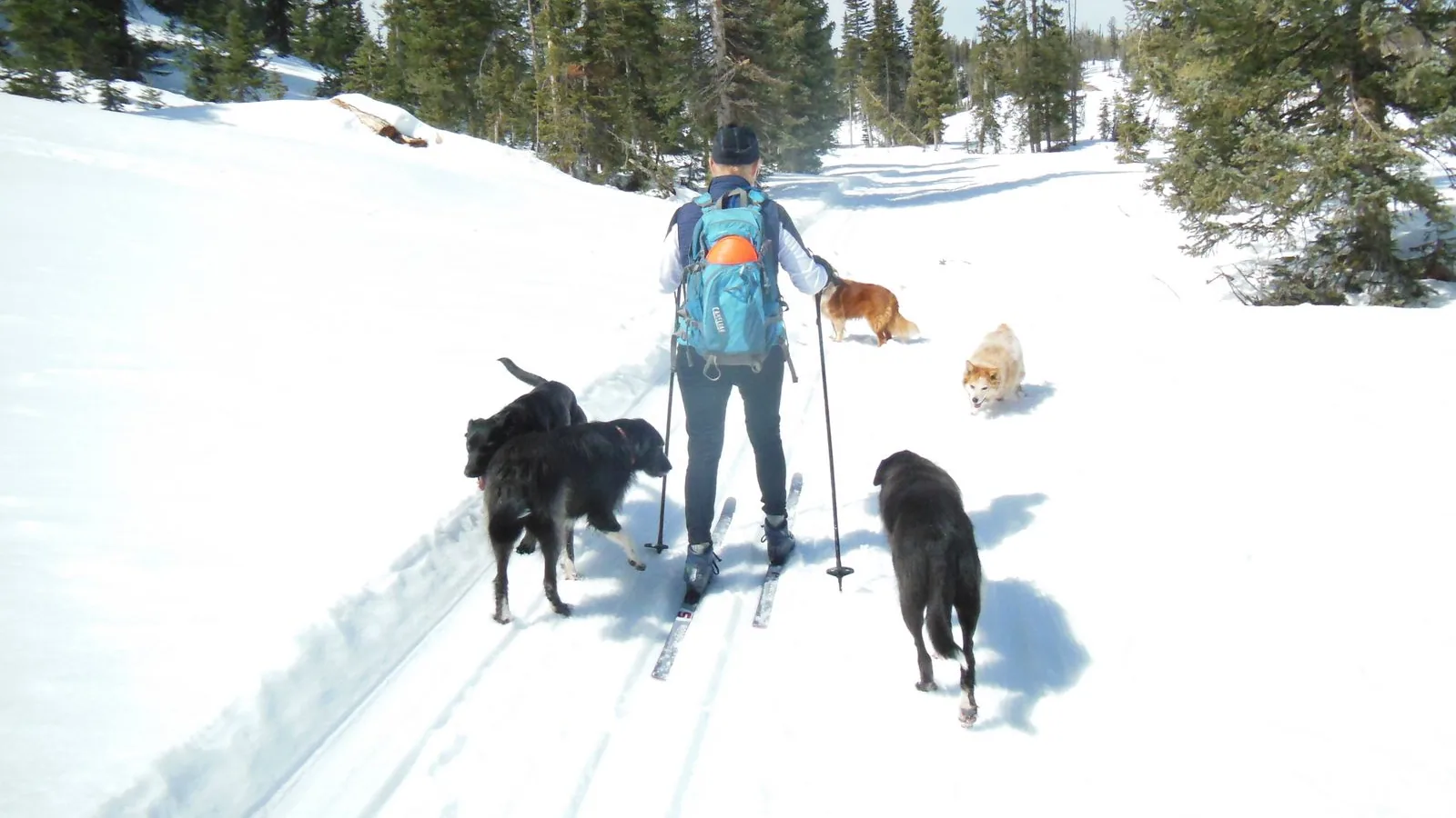 Cross country skier with five dogs on a groomed ski track through spruce forest and deep snow on the Dixie National Forest