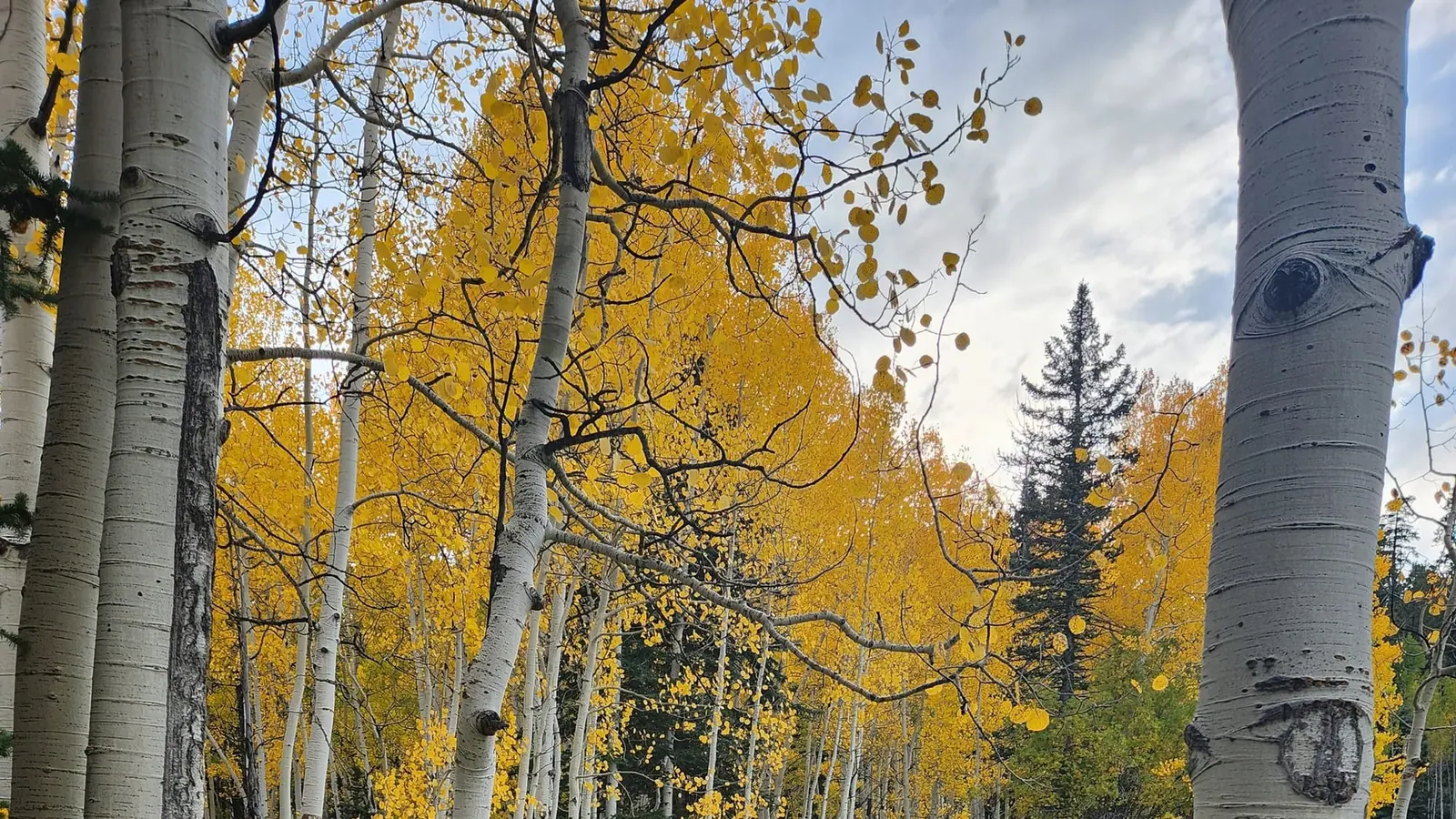 Álamos temblones dorados junto a un sendero en Duck Creek Village, Utah, fotografiados el primero de octubre