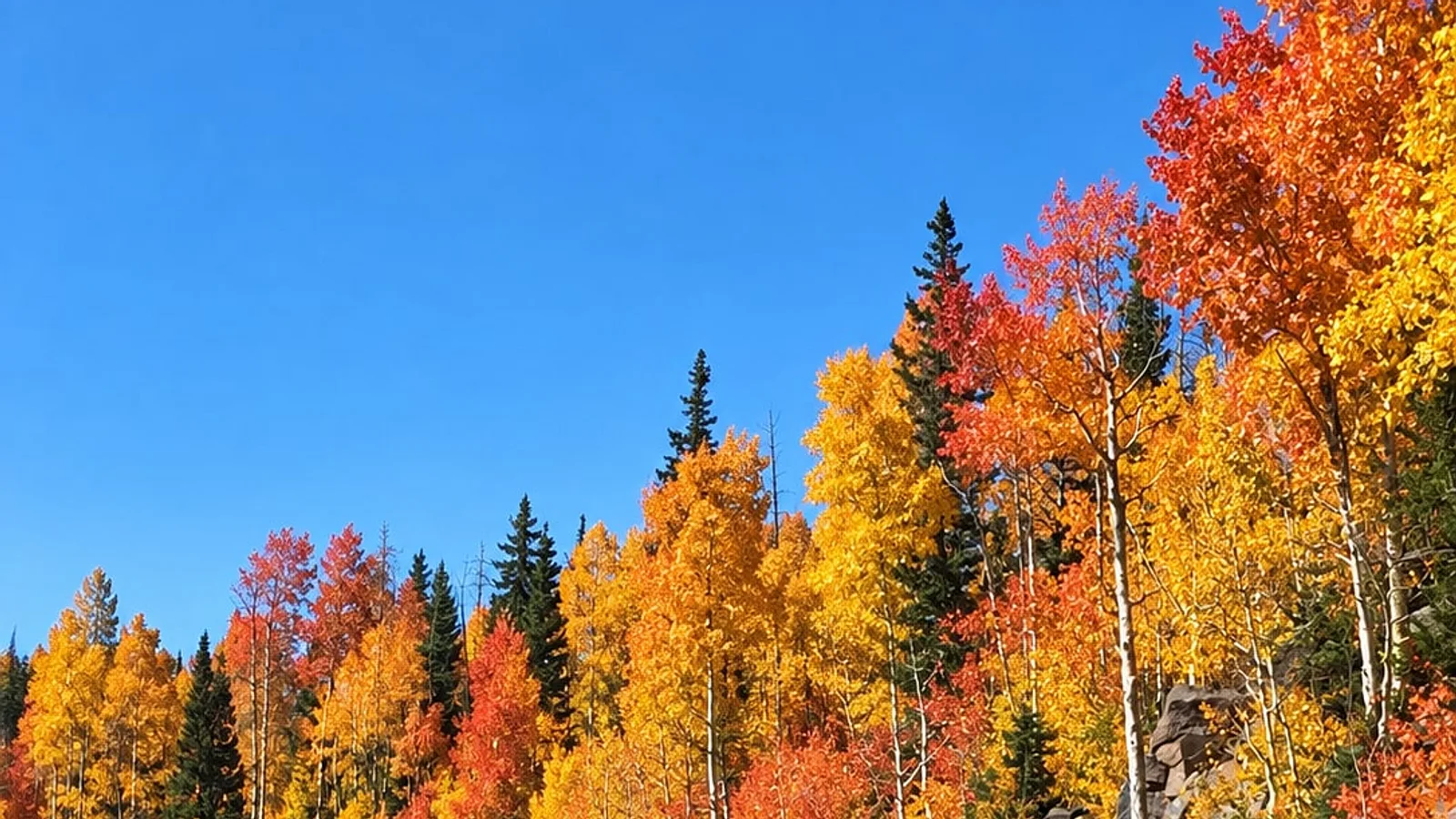 犹他州锡达山（Cedar Mountain）14号风景公路旁转红转金的白杨林