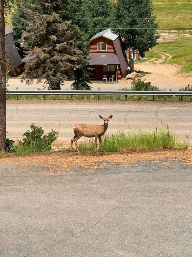 Maultierhirschgeiß steht im Gras neben dem Highway 14 in Duck Creek Village