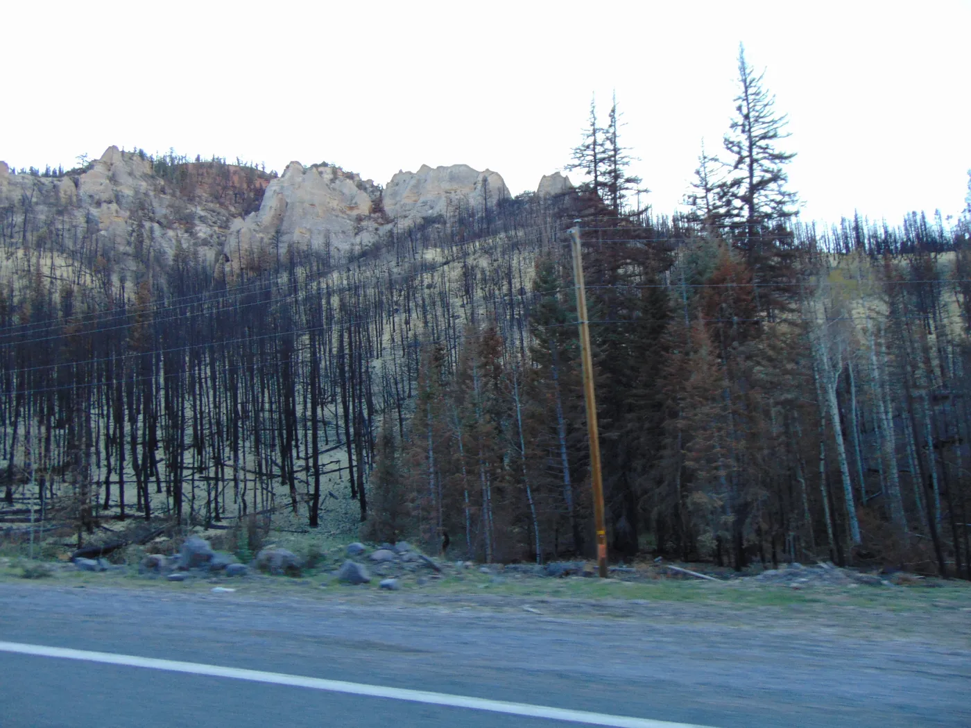 Arbres brûlés encore debout sur un versant sous des falaises de calcaire pâle, le long d'une route goudronnée dans Parowan Canyon