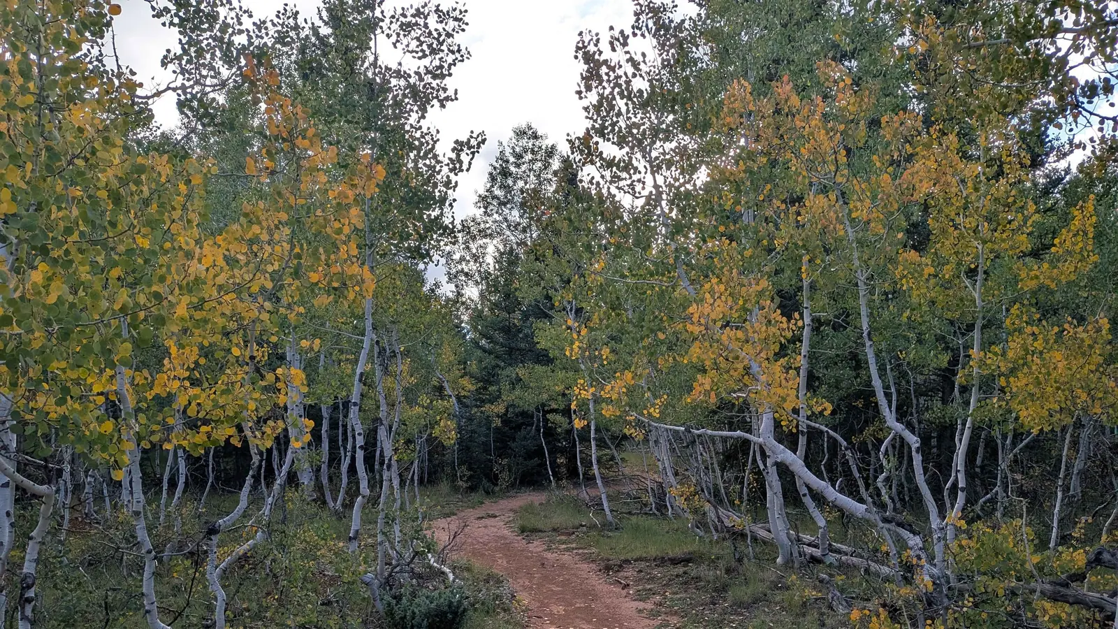 Red dirt trail winding through aspens turning yellow near Aspen Mirror Lake in Duck Creek Village