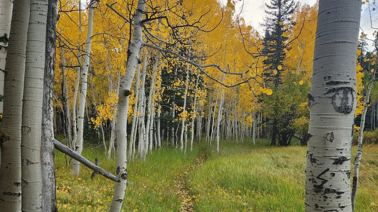 Aspens in full gold along a trail near Duck Creek Village on the first of October